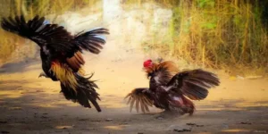 Luật Chơi Đá Gà Mỹ