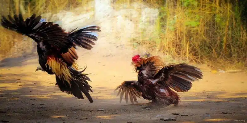 Luật Chơi Đá Gà Mỹ